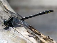 Gemeine Keiljungfer, Gomphus vulgatissimus