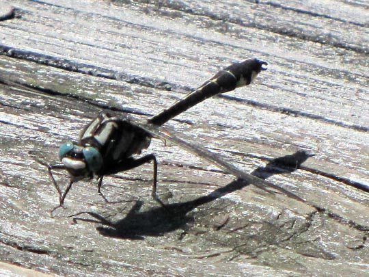 Keiljungfer, Gomphus vulgatissimus