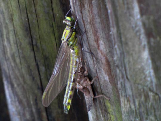 Keiljungfer, Gomphus vulgatissimus