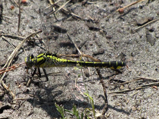 Keiljungfer, Gomphus vulgatissimus