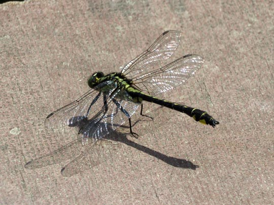Keiljungfer, Gomphus vulgatissimus
