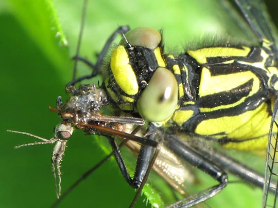 Keiljungfer, Gomphus vulgatissimus