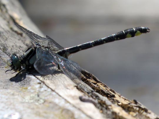 Keiljungfer, Gomphus vulgatissimus