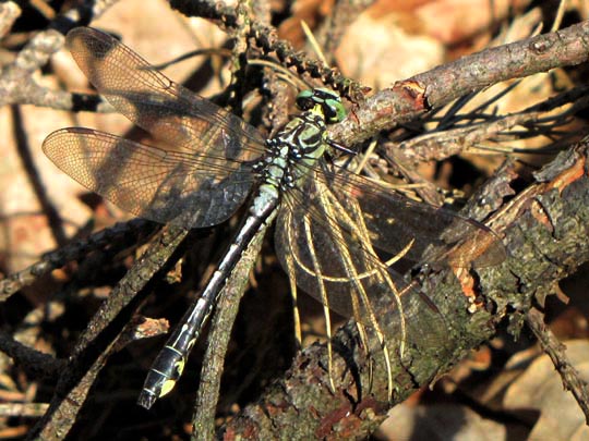 Keiljungfer, Gomphus vulgatissimus
