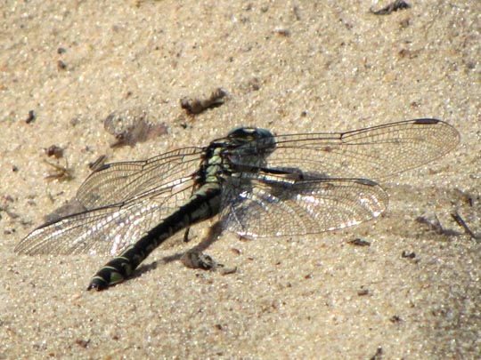 Keiljungfer, Gomphus vulgatissimus