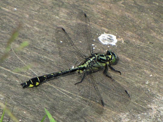 Keiljungfer, Gomphus vulgatissimus