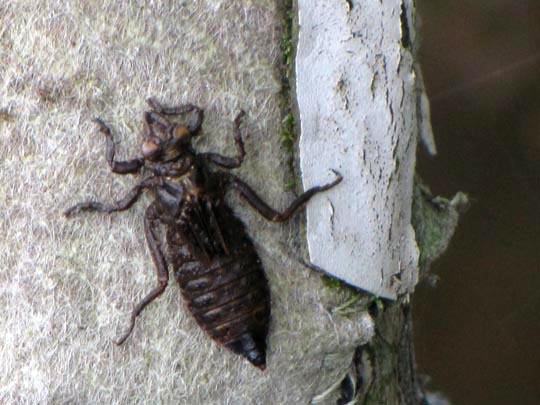 Keiljungfer, Gomphus vulgatissimus