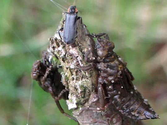Keiljungfer, Gomphus vulgatissimus