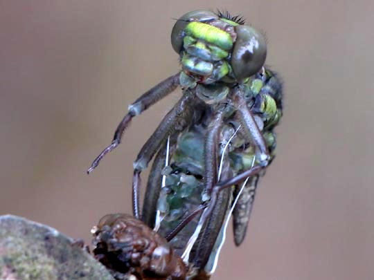 Keiljungfer, Gomphus vulgatissimus
