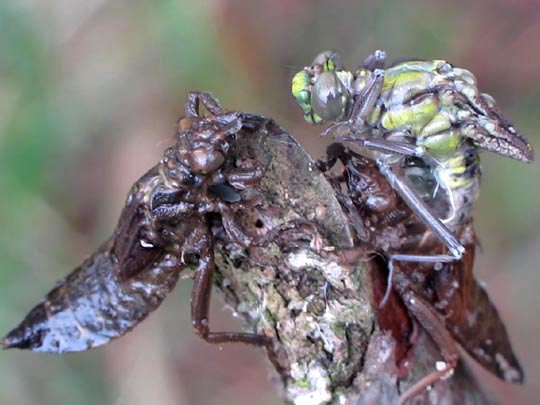 Keiljungfer, Gomphus vulgatissimus