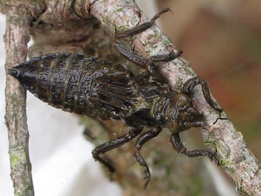 Keiljungfer, Gomphus vulgatissimus