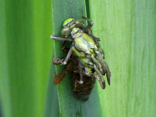 Keiljungfer, Gomphus vulgatissimus