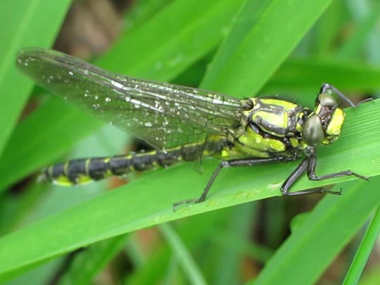 Keiljungfer, Gomphus vulgatissimus