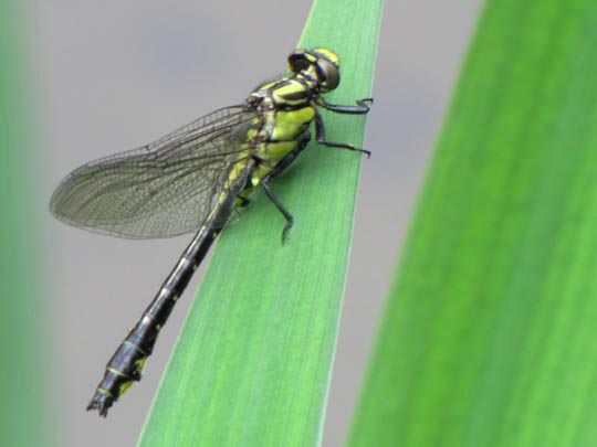 Keiljungfer, Gomphus vulgatissimus