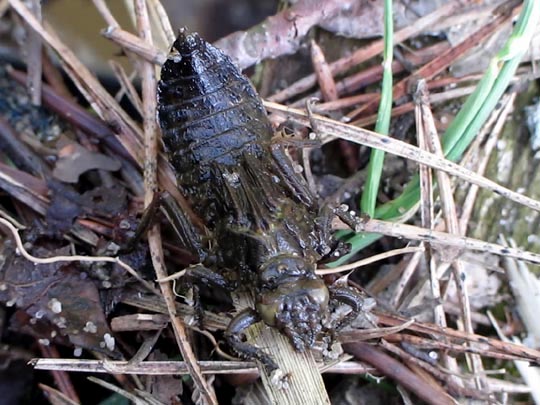 Keiljungfer, Gomphus vulgatissimus
