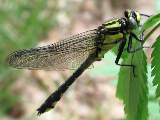 Keiljungfer, Gomphus vulgatissimus