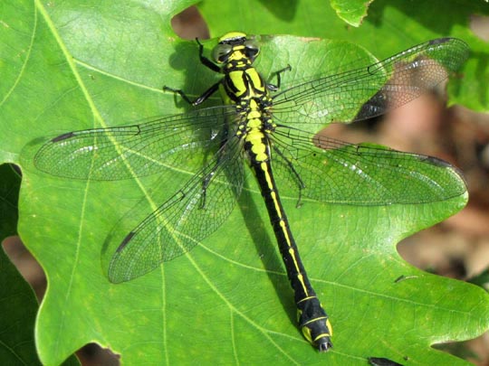 Keiljungfer, Gomphus vulgatissimus