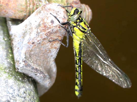 Keiljungfer, Gomphus vulgatissimus
