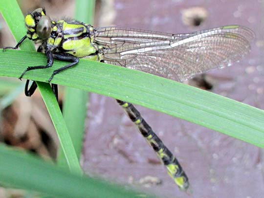Keiljungfer, Gomphus vulgatissimus
