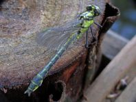 Gemeine Keiljungfer, Gomphus vulgatissimus