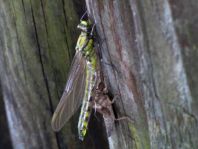 Gemeine Keiljungfer, Gomphus vulgatissimus