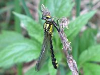 Gemeine Keiljungfer, Gomphus vulgatissimus