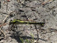 Gemeine Keiljungfer, Gomphus vulgatissimus