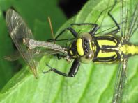 Gemeine Keiljungfer, Gomphus vulgatissimus