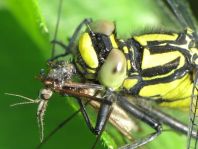 Gemeine Keiljungfer, Gomphus vulgatissimus