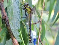 Gemeine Keiljungfer, Gomphus vulgatissimus
