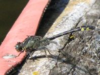 Gemeine Keiljungfer, Gomphus vulgatissimus
