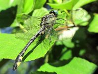 Gemeine Keiljungfer, Gomphus vulgatissimus