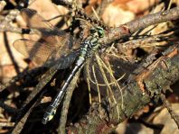 Gemeine Keiljungfer, Gomphus vulgatissimus