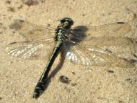 Gemeine Keiljungfer, Gomphus vulgatissimus