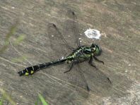 Gemeine Keiljungfer, Gomphus vulgatissimus