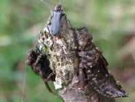 Gemeine Keiljungfer, Gomphus vulgatissimus