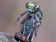 Gemeine Keiljungfer, Gomphus vulgatissimus