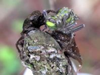 Gemeine Keiljungfer, Gomphus vulgatissimus