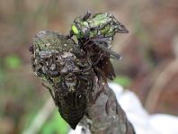 Gemeine Keiljungfer, Gomphus vulgatissimus