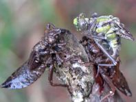 Gemeine Keiljungfer, Gomphus vulgatissimus
