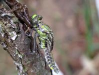 Gemeine Keiljungfer, Gomphus vulgatissimus