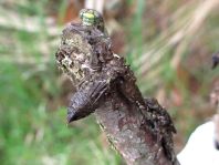 Gemeine Keiljungfer, Gomphus vulgatissimus