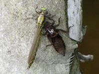 Gemeine Keiljungfer, Gomphus vulgatissimus