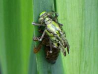 Gemeine Keiljungfer, Gomphus vulgatissimus