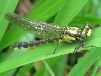 Gemeine Keiljungfer, Gomphus vulgatissimus
