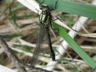 Gemeine Keiljungfer, Gomphus vulgatissimus