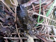 Gemeine Keiljungfer, Gomphus vulgatissimus