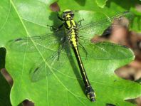 Gemeine Keiljungfer, Gomphus vulgatissimus