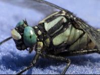 Gemeine Keiljungfer, Gomphus vulgatissimus