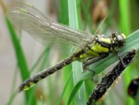 Gemeine Keiljungfer, Gomphus vulgatissimus